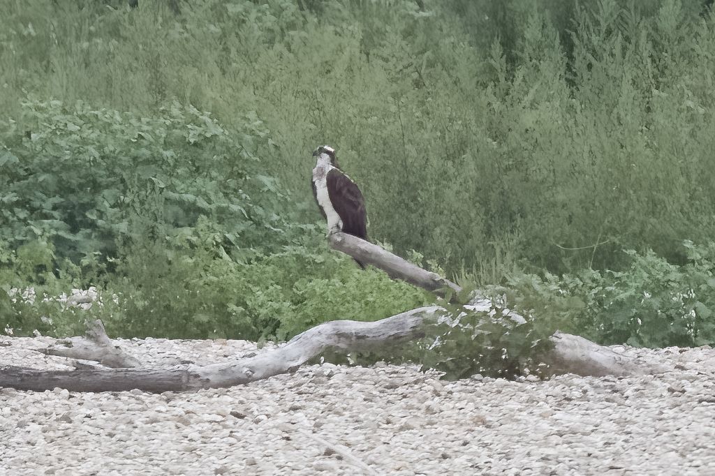 Falco pescatore (documentativa)